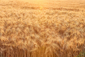 Champs de blé sous le soleil de Provence en France