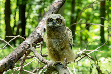 Young great horned owl, in state park. The young owl, which left the nest prematurely, hides on the ground.