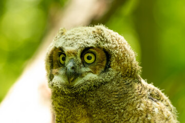 Young great horned owl, in state park. The young owl, which left the nest prematurely, hides on the ground.