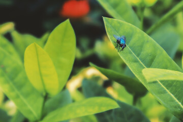 flies on green leaves in the garden