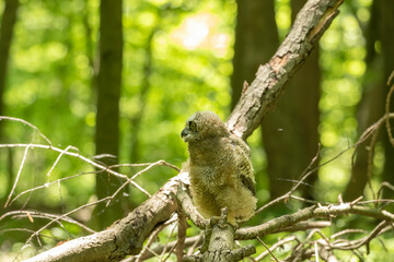 Young great horned owl, in state park. The young owl, which left the nest prematurely, hides on the ground.