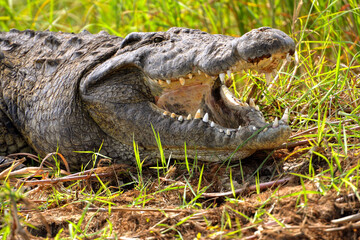Krokodil am Ufer des Okavango River in Botswana