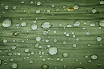 Gouttes de pluie sur une feuille verte dans le jardin	