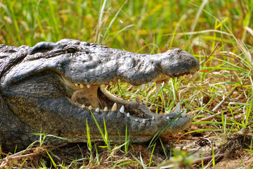 Krokodil am Ufer des Okavango River in Botswana