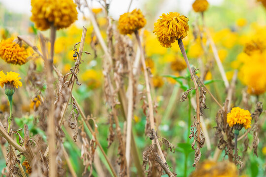 The flowers wilted over time