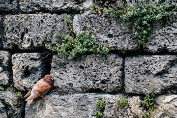 Pigeon roux niché sur un mur en pierre naturelle