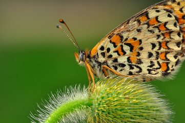 Closeup beautiful butterfly sitting on the flower in a summer garden
