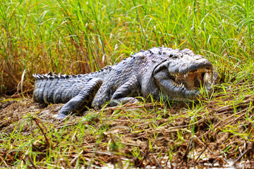 Krokodil am Ufer des Okavango River in Botswana