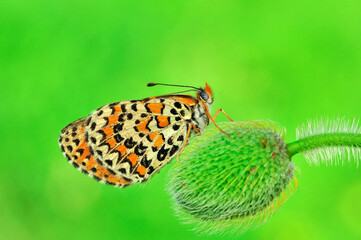 Closeup beautiful butterfly sitting on the flower in a summer garden