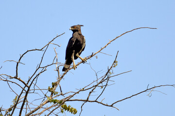 Schlangenadler auf Suche nach Beute am Okavango River in Botswana