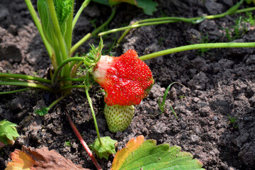 Big unusual strawberry ripening on the garden bed. Ugly food
