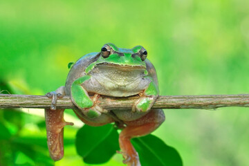 Beautiful Europaean Tree frog Hyla arborea 