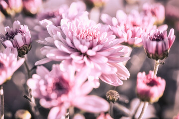 Lila Blumen blühen auf einer Wiese