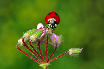 Beautiful ladybug on leaf defocused background