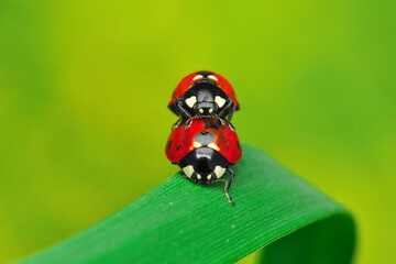 Beautiful ladybug on leaf defocused background