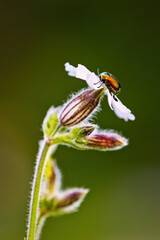 Ein glänzender Fallkäfer sitzt auf einer Blüte