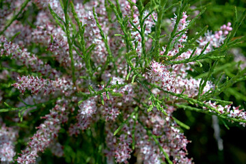 Branches of a flowering coniferous bush.