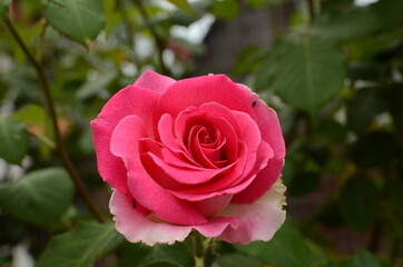 pink rose in garden