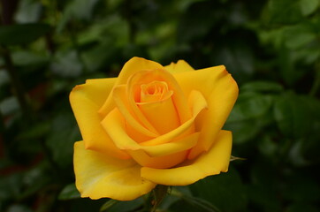 yellow rose on green background