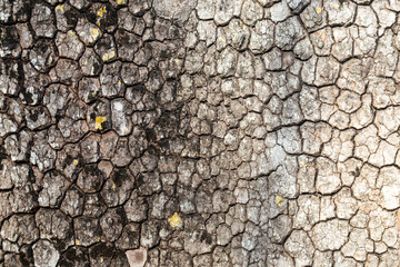 Macro shot of weathered bark background