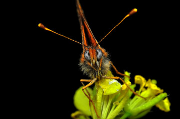 Closeup beautiful butterfly sitting on the flower in a summer garden