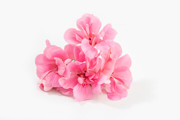 Obraz na płótnie Canvas Pink geranium flower isolated on white background