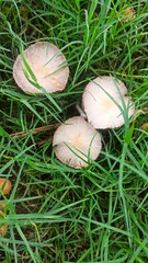 mushrooms on a grass