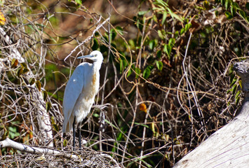 Reiher am Flussufer des Okavango River in Botswana