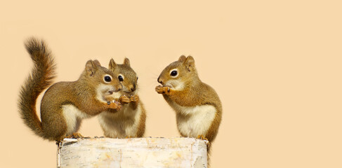 Trois mignons écureuils roux partageant des graines sur une bûche de bouleau.