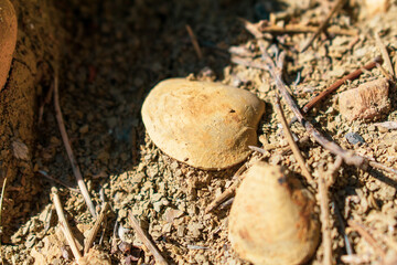 fossilized Cretaceous Aquatic animals