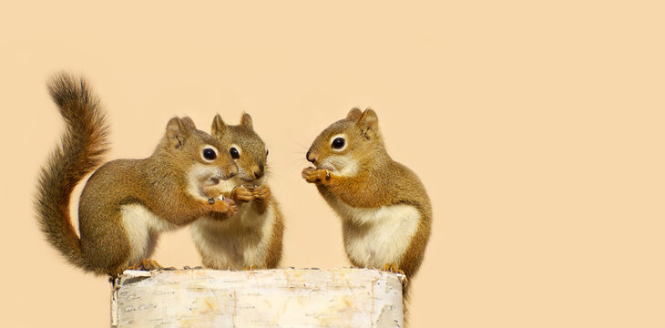 Three cute red squirrels sharing seeds on a birch log.