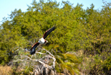 Schreiseeadler auf  auf Beutezug über dem Okavango River in Botswana