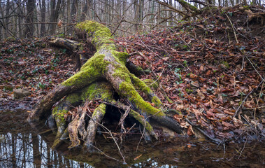 The root system of a dead tree covered with moss next to a stream in the woods during overcast day.