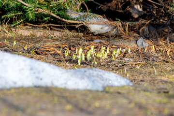 the first spring shoots break through the fallen needles under a young spruce or pine, selective focus