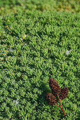 Image of green grass. Image of green vegetation cover.