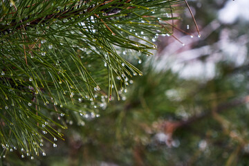 Image of fir branches under sudden spring snow.
