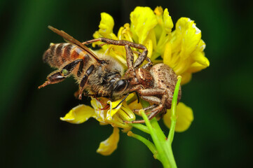 Beautiful Crab spider feasting on bee. Macro photo