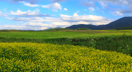 Beautiful spring and summer landscape. Lush green hills. Spring blooming herbs.