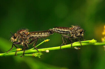 Macro shot of a robber fly in the garden
