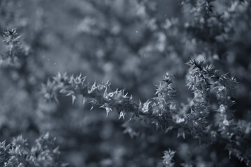 Image of a prickly bush.