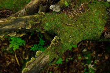 Old tree in the moss with tree mushrooms on the background of the forest