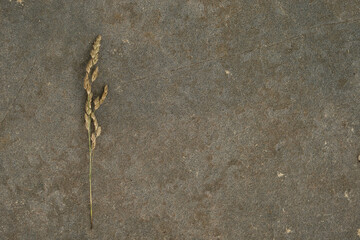 Yellow plant on the background of the texture of stone covered with sand
