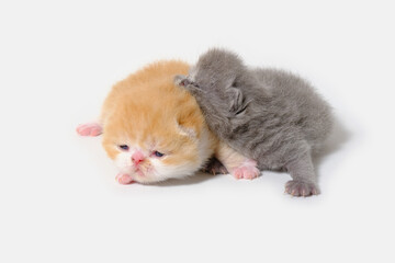isolated exotic cats one week old with white background