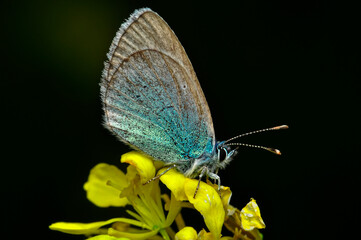 Closeup beautiful butterfly sitting on the flower in a summer garden