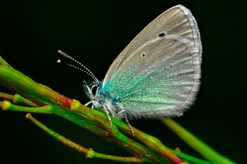 Closeup beautiful butterfly sitting on the flower in a summer garden