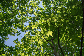 Maple trees top in bright sunlight