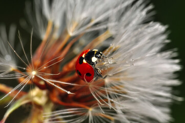 Beautiful Ladybug on dandelion defocused background