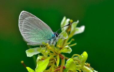 Closeup beautiful butterfly sitting on the flower in a summer garden