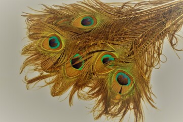 peacock feather on white background