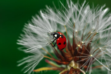 Beautiful Ladybug on dandelion defocused background